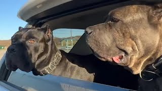 CANE CORSO Dogs PROTECT me from COYOTES on Beach CAMPING TRIP [upl. by Bocaj]