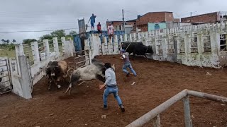 A BOIADA QUE PAROU O MATADOURO DE LAJEDO PERNAMBUCO BRASIL julioferreirajf [upl. by Fulks555]