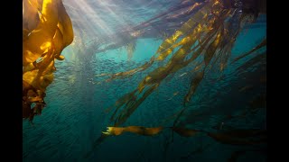 Shorelines and Salmon Friends of the San Juans Immersive Education 360VR [upl. by Faline]