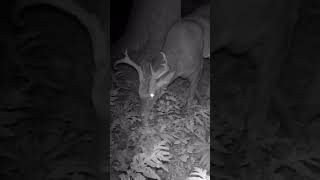 Beautiful Whitetail Buck Grazing in Woods [upl. by Eeloj]