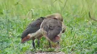 Lesser Whistling Duck  bathing and preening [upl. by Jaymee]