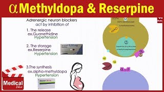 Pharmacology ANS 19 Adrenergic Neuron Blockers  Guanethidine  Reserpine  Alpha methyldopa [upl. by Selda]