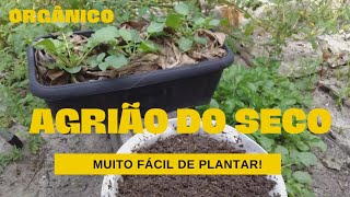 como plantar mudas do agrião do seco tudoverde4750 [upl. by Ilil94]