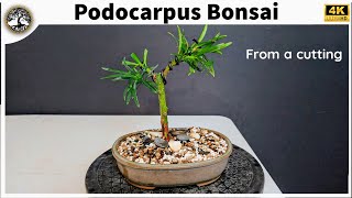 Podocarpus Bonsai  from cutting [upl. by Garwood401]