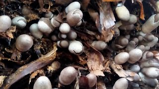 HOW to GROW VOLVARIELLA MUSHROOM using BANANA LEAVES [upl. by Yenmor]