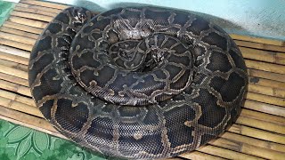 Python Overload python snake bohol wildlife animals adventure animal crawler nature fun [upl. by Elyr956]