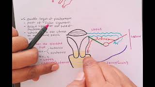 ligaments of uterus [upl. by Geminian]