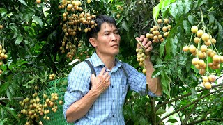 Harvesting Wampee Fruits Goes to the Market to sell  Cooking  Solo Survival [upl. by Laroy850]