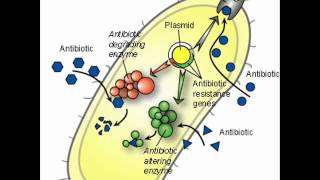 TOBRAMYCIN  HEALTH EDUCATION  INFECTION CONTROL ICSP  URDU  HINDI [upl. by Colt]