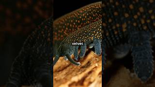 Meet the Tiputini Velvet Worm Natures Tiny Predator shorts [upl. by Perle10]