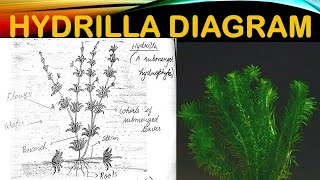 HOW TO DRAW HYDRILLA PLANT FOR BIOLOGY RECORD CLASS 12 [upl. by Enajharas75]