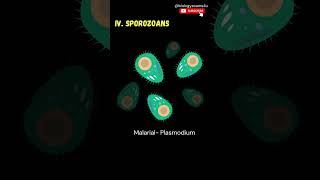 Examples of Protozoans  Protozoan protists  Kingdom Protista [upl. by Yahsram772]