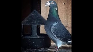 Homing Pigeon pigeon pigeonracing racingpigeon kalapati merpati kabootar kabutar frumos [upl. by Arised]