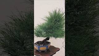 Casurina Equisitifolia Bonsai Tree adityastinytrees bonsai [upl. by Inoue679]