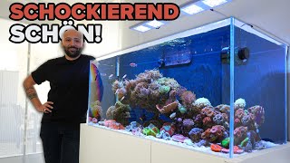 Schockierende Schönheit Ümits Korallenaquarium in nie gesehener Pracht 🪸 [upl. by Yhtimit]