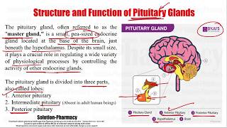 Anatomy amp Physiology 106 Structure amp Function of Pituitary Glands  Pituitary Gland Hormones [upl. by Bowne]