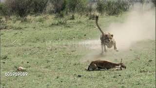 Cheetah Acinonyx jubatus  Chases and catches Thomsons gazelle [upl. by Dee Dee]