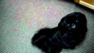 Cutest Black Pekingese Ever [upl. by Attelrahc]