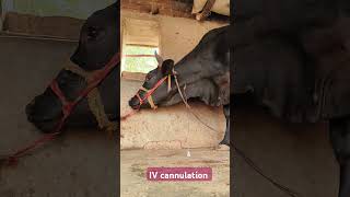 Direct IV administration in jugular vein in a Holstein cowintravenous calcium in jugular vein [upl. by Borras]