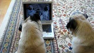 Pugs Watching Themselves on YouTube [upl. by Blackstock]