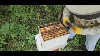 A Quick Inspection at the Farm Apiary [upl. by Ocko218]