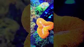 lobophyllia reefkeeper reefaquarium meerwasseraquaristik korallen [upl. by Malik]