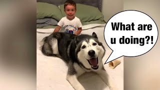 Meeka The Husky Plays With Toddler SO CUTE [upl. by Tor465]