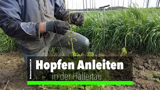 Hopfen Anleiten Andrehen in der Hallertau [upl. by Aidnic248]