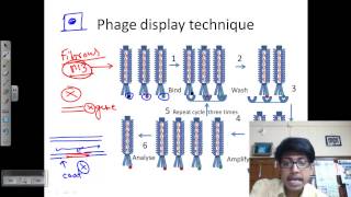 Phage display technique [upl. by Lucais149]