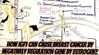 How IGF1 Can Cause Breast Cancer By BCRA1 Gene Negative Regulation By Estrogen [upl. by Yrian]