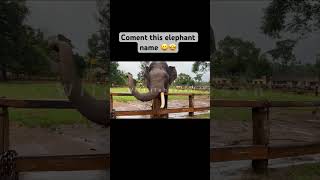 Dubare elephant Coment this elephant name  coorg elephant camp elephant Abhimanyu Mysore [upl. by Adnana563]