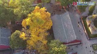 Gorgeous view of ancient Lingyan Temple amid golden ginkgo trees [upl. by Rialc]