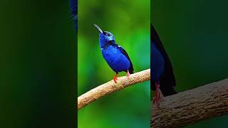 The redlegged honeycreeper birds birdslover beautifulbird nature [upl. by Anielram583]