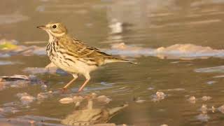 Meadow Pipit Pispola Anthus pratensis [upl. by Miche]