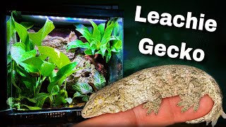 Naturalistic leachianus gecko vivarium Leachie gecko enclosure [upl. by Lewak834]