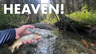 A Couple Days of Creek Fishing in the Mountains Tenkara Fly Fishing [upl. by Eninej900]