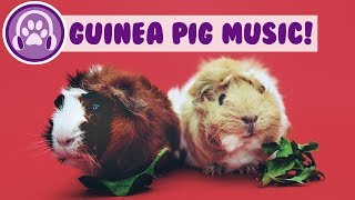 15 Hour Guinea Pig Music Relaxing pet music to calm your guinea pig [upl. by Nesyaj958]