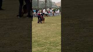 Dog show in gujranwala Pakistan 🇵🇰 [upl. by Hadihahs]