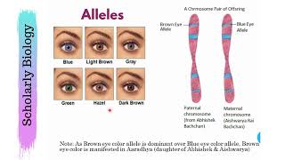 Genes vs Alleles  Molecular Basis of Inheritance  Biology Class 12NEET [upl. by Bohon]