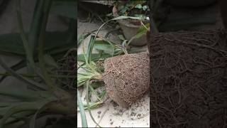 roots bound plants care how to do yucca care shortsvideoBloom with SI [upl. by Kcirderfla]