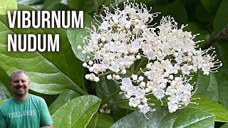 Possumhaw Viburnum  Viburnum nudum [upl. by Rodriguez]