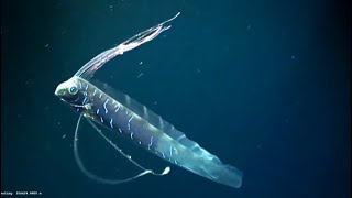 Facts The Giant Oarfish [upl. by Nnylirej]