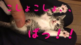 【悶絶注意】子猫の空をこちょこちょしたら可愛すぎた （ Surprised Kitten） [upl. by Artimed]