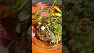 Growing Plants On Rocks Beautiful Houseplant Experiment on Pumice [upl. by Esinaej429]