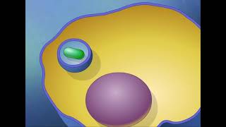 Endocytosis and Exocytosis HD Animation [upl. by Htyderem]