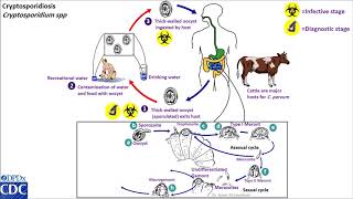 Cryptosporidium life cycle [upl. by Lovmilla]