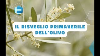 Il risveglio primaverile dellOlivo [upl. by Nereil]