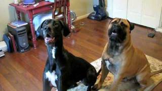 Bullmastiff and Great Dane [upl. by Jojo823]