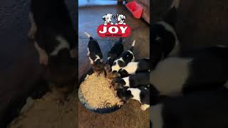 Dinner time at Montgomery Mill Beagles fueledbyjoy JOYDogFood puppy beagle harehunting [upl. by Alleen]