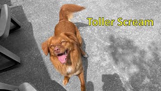 Toller Scream  Nova Scotia Duck Tolling Retriever Screaming  The Scream is Real [upl. by Ariel]